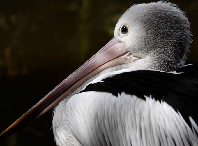 Wallpaper Australian pelican, New Guinea, close up, white, gray, bird, animal, nature, tourism, Animals 637367758